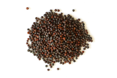 Brown Mustard Seed