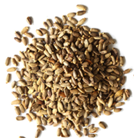 Milk Thistle Seed - per oz.